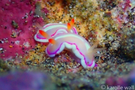 Glorious Noumea, Verconia Sp.#4 Glorious Noumea, Verconia Sp.#4