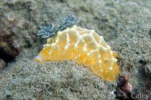Halgerda terramtuentis, Gold Lace Nudibranch