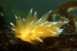 Orange Dirona Orange Dirona