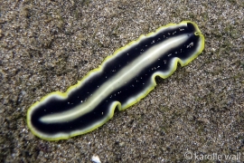 Goldrim Flatworm Goldrim Flatworm