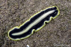 Goldrim Flatworm