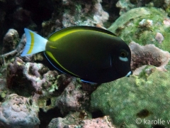 Goldrim Surgeonfish