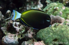 Goldrim Surgeonfish