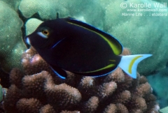 Goldrim Surgeonfish