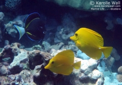 With Yellow Tangs