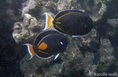 Goldrim Hybrid and Achilles Tang