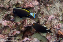 Goldrim Surgeonfish