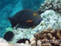 Goldring Surgeonfish