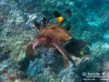 Goldring Surgeonfish and Yellow Tangs Cleaning Green Sea Turtle