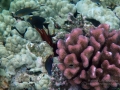 Goldring Surgeonfish, Juvenile, Fourline Wrasse