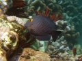Goldring Surgeonfish, Juvenile