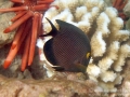 Goldring Surgeonfish, Juvenile