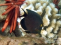 Goldring Surgeonfish, Juvenile