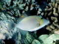 Goldring Surgeonfish & Lei Triggerfish