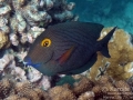 Goldring Surgeonfish, Juvenile