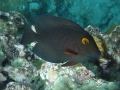 Goldring Surgeonfish