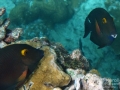 Two Goldring Surgeonfishes
