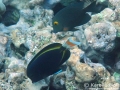 Goldring Surgeonfish, Hybrid Goldrim and Achilles Tang