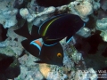 Goldring Surgeonfish, Hybrid Goldrim and Achilles Tang