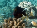 Goldring Surgeonfish Mouth Wide Open
