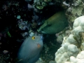 Goldring Surgeonfish and Peacock Grouper