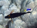 Goldring Surgeonfish at Cleaning Station