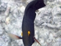 Goldring Surgeonfish From Above
