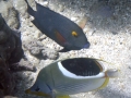 Goldring Surgeonfish and Saddleback Butterflyfish