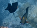 Two Goldring Surgeonfish