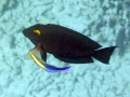 Goldring Surgeonfish at Cleaning Station