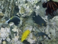 Goldring Surgeonfishes, Goldrim Surgeonfish and Yellow Tang