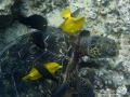 Goldring Surgeonfish and Yellow Tangs Cleaning Green Sea Turtle