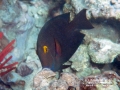 Goldring Surgeonfish