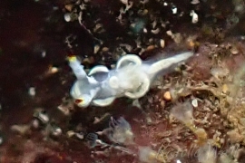 Goniodoris sp. 1 Goniodoris sp. 1