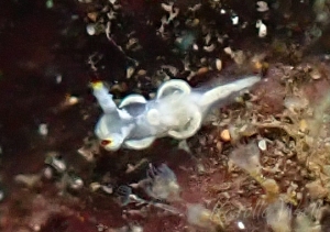 Goniodoris sp. 1