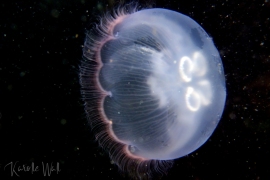 Greater Moon Jelly, Aurelia labiata Greater Moon Jelly, Aurelia labiata