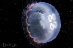 Greater Moon Jelly, Aurelia labiata