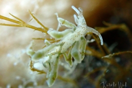 Green Balloon Aeolid, Eubranchus rupium Green Balloon Aeolid, Eubranchus rupium