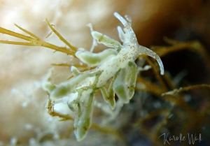 Green Balloon Aeolid, Eubranchus rupium