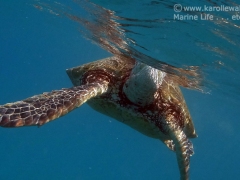 DSC08829__turtle_breathing_wm