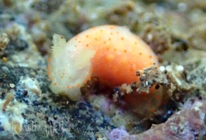 Gymnodoris Sp. 12