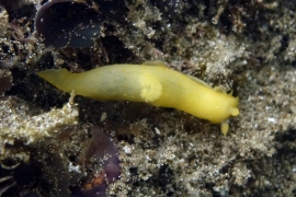Gymnodoris sp. #2 Gymnodoris sp. #2