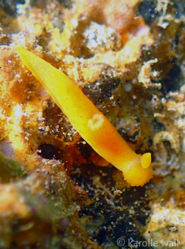 Gymnodoris sp. #2