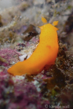 Gymnodoris sp. #2