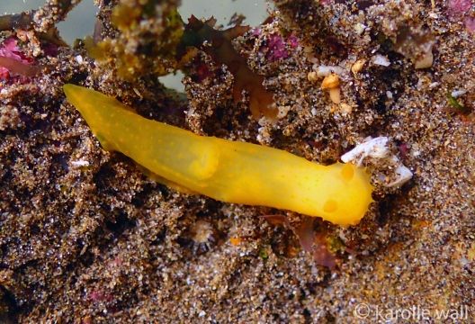 Gymnodoris sp. #2