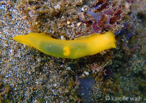 Gymnodoris sp. #2