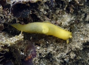 Gymnodoris sp. #2