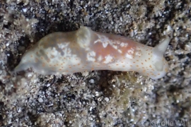 Gymnodoris sp. #6 Gymnodoris sp. #6