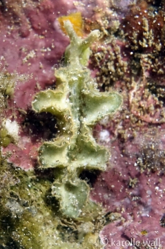 Hairy Elysia, Elysia tomentosa