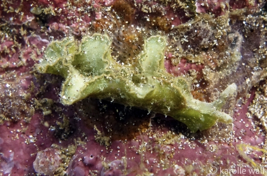 Hairy Elysia, Elysia tomentosa